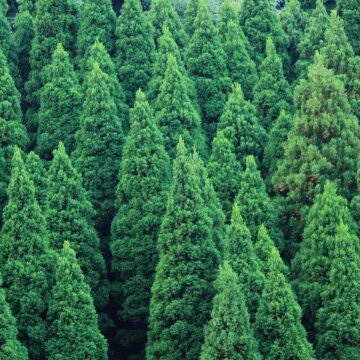 板木（杉山） 沙織