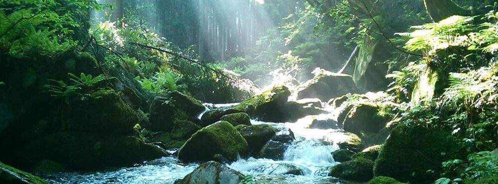 森田 大樹雄